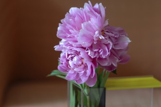 Peony blossoms (Paeonia), Bavaria, Germany