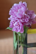 Peony blossoms (Paeonia), Bavaria, Germany