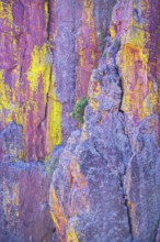 Tree growing in colorful canyon wall, Tonto National Forest, Arizona, USA, North America