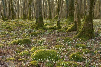 Mossy forest soil with spring knotweed or marsh fritillary (Leucojum vernum), in a quiet forest,