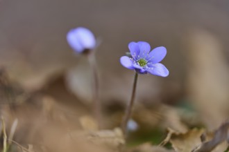 Liverwort (Hepatica nobilis), in focus, surrounded by blurred foliage on the ground, Sodenberg,