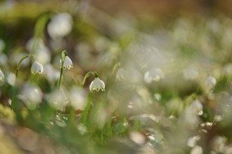 Blurred close-up of spring knotweed or marchflower (Leucojum vernum), with soft colours, Sodenberg,