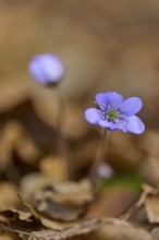 Close-up of liverwort (Hepatica nobilis), between brown leaves in soft focus, Sodenberg,
