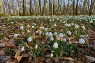 Spring knotweed or spring snowflake (Leucojum vernum), on brown forest soil. The beginning of