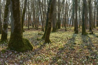 A peaceful forest with moss and spring knotweed or marsh fritillary (Leucojum vernum), flooded with
