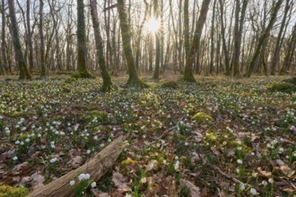An idyllic spring forest with blooming spring knotweed or marsh fritillary (Leucojum vernum), soft