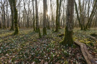 A sun-drenched forest with moss and spring knotweed (Leucojum vernum), in the foreground,