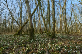 View of a forest with spring snowflakes (Leucojum vernum) and blue sky, Sodenberg, Hammelburg,