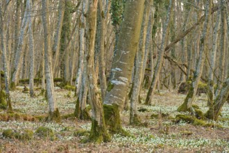 A forest with leaning trees and a dense layer of spring knotweed (Leucojum vernum), Sodenberg,