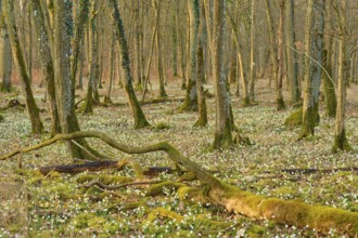 A peaceful forest with moss-covered trees and blooming spring snowflakes (Leucojum vernum),