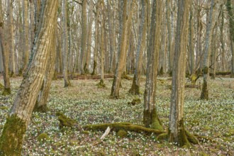 Forest scene with spring knotweed or marsh fritillary (Leucojum vernum), and tree-rich soil in