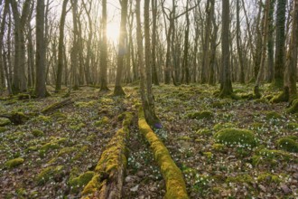 A quiet forest with sunlight shining through the trees. The ground is covered with moss and spring