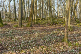 An expansive forest with strips of spring knotweed (Leucojum vernum) and a tranquil atmosphere,