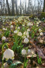 Close-up of spring snowflakes or spring snowflakes (Leucojum vernum), among fallen leaves in the