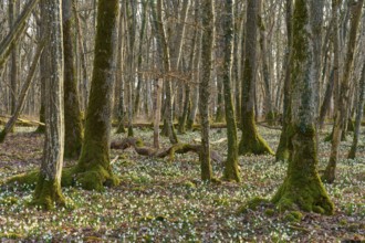 Forest with moss-covered trees and a dense carpet of spring knotweed (Leucojum vernum), Sodenberg,