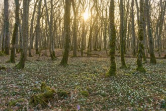 A forest at sunrise with spring snowflakes or spring snowflakes (Leucojum vernum), and golden