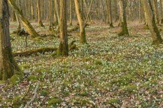 Dense forest in spring, lined with spring knotweed (Leucojum vernum) and moss, Sodenberg,