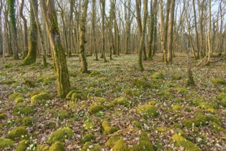 Spring forest with moss mounds and spring knotweed or spring snowflake (Leucojum vernum), under