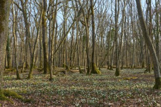 A quiet forest with fine carpets of flowers underneath, in the sign of spring change, Sodenberg,