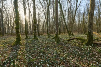 A quiet forest with sunlight shining through the trees onto the ground, Sodenberg, Hammelburg,