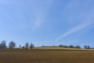 Wide fields and rows of trees under a clear blue sky convey tranquillity, Sodenberg Gans,