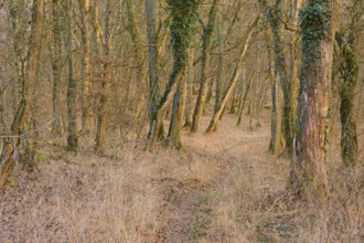Path through a quiet forest in the warm twilight, Sodenberg, Hammelburg, Rhön, Bavaria, Germany