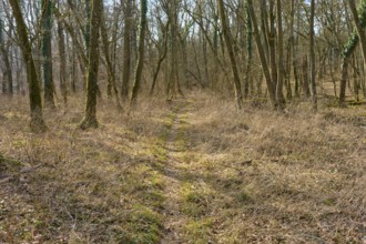 A narrow path leads through a wintery, quiet forest, Sodenberg, Hammelburg, Rhön, Bavaria, Germany