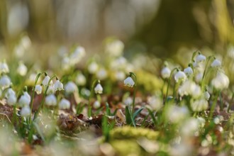Close-up of spring knotweed or spring snowflake (Leucojum vernum), in a meadow in soft light,