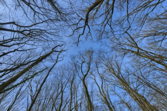 View upwards through tall trees into the clear blue sky, Sodenberg, Hammelburg, Rhön, Bavaria,