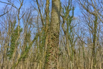 A tree trunk overgrown with ivy in front of a clear blue sky, Sodenberg, Hammelburg, Rhön, Bavaria,