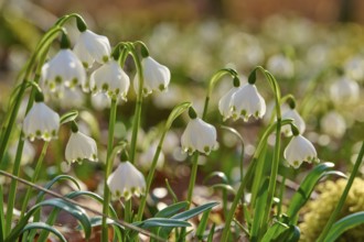 Detailed close-up of spring snowflakes (Leucojum vernum), with green leaves, Sodenberg, Hammelburg,
