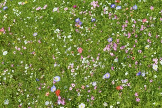 Colourful spring meadow with many different types of flowers and vibrant colours, Germany