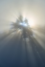 Gentle rays of light break through the fog and illuminate a tree in nature, Mönchberg, Miltenberg,