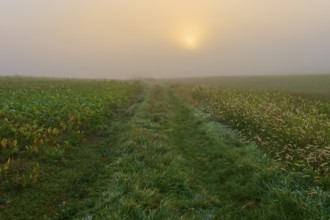 Foggy sunrise over a country lane flanked by grasses, conveys a mystical atmosphere, Mönchberg,