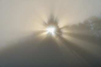 Mystical rays of light break through the fog and create a calming atmosphere, Mönchberg,