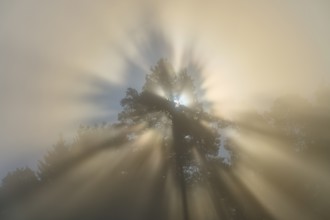 Rays of light shine through the branches of a tree and illuminate the fog in the natural scenery,