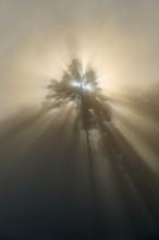 Warm rays of light describe a tree in the fog and create a moment of natural beauty, Mönchberg,