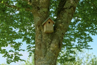A wooden birdhouse in a large tree with green leaves, France