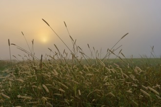 Foggy morning with sunrise over a field full of grasses, creates a calm atmosphere, Mönchberg,