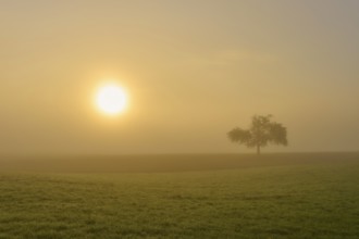 Golden morning light over a field with an apple tree in the fog, conveys tranquillity, Mönchberg,