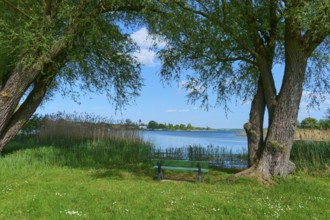 Wooden bench between trees overlooking a lake under a blue sky, Rhodes, Etang du Stock, Sarrebourg,