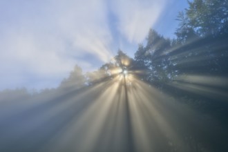 Sunbeams penetrate the trees in a misty forest under a blue sky, Mönchberg, Miltenberg, Spessart,