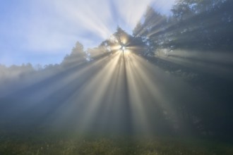 Sunbeams break through a misty forest and create a mystical atmosphere, Mönchberg, Miltenberg,