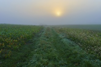 Foggy sunrise over a field with grasses and plants, creates a mystical atmosphere, Mönchberg,