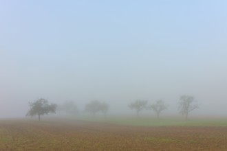 Misty trees in a field, blurred contours create autumnal tranquillity, Mönchberg, Miltenberg,