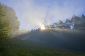 Sunbeams break through the morning mist in a forest and shine gently on it, Mönchberg, Miltenberg,