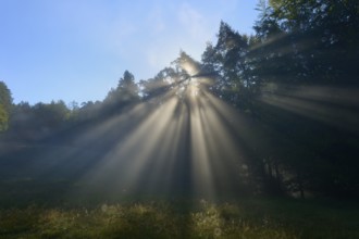 Rays of light break through the dense forest on a foggy morning, Mönchberg, Miltenberg, Spessart,