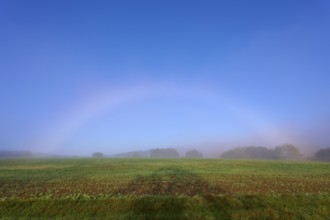 An arc of fog arches over a misty field in a quiet morning scene, Mönchberg, Miltenberg, Spessart,