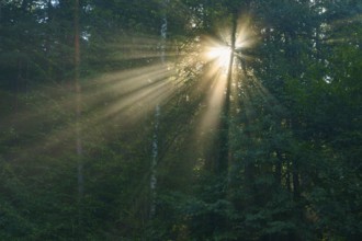 Dense foliage in the forest is penetrated by impressive rays of sunlight, creating an atmospheric