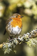 European Robin, Erithacus rubecula, bird in forest